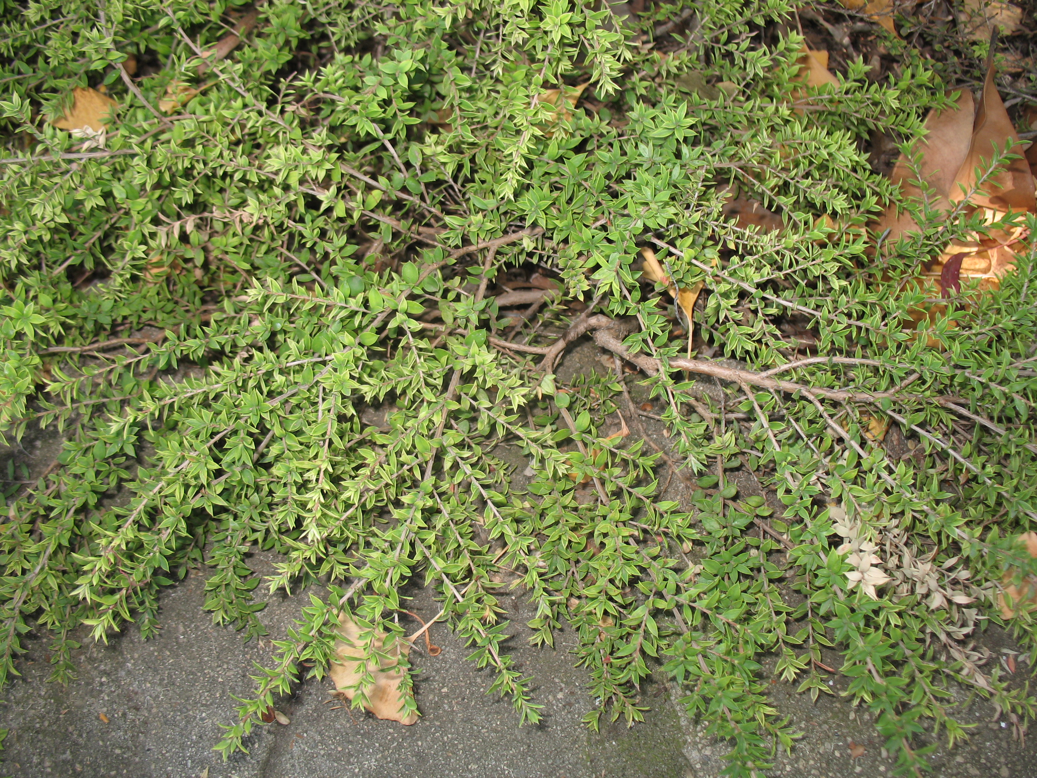 Leptospernum scoparium 'Horizontalis' / New Zealand Tea Tree