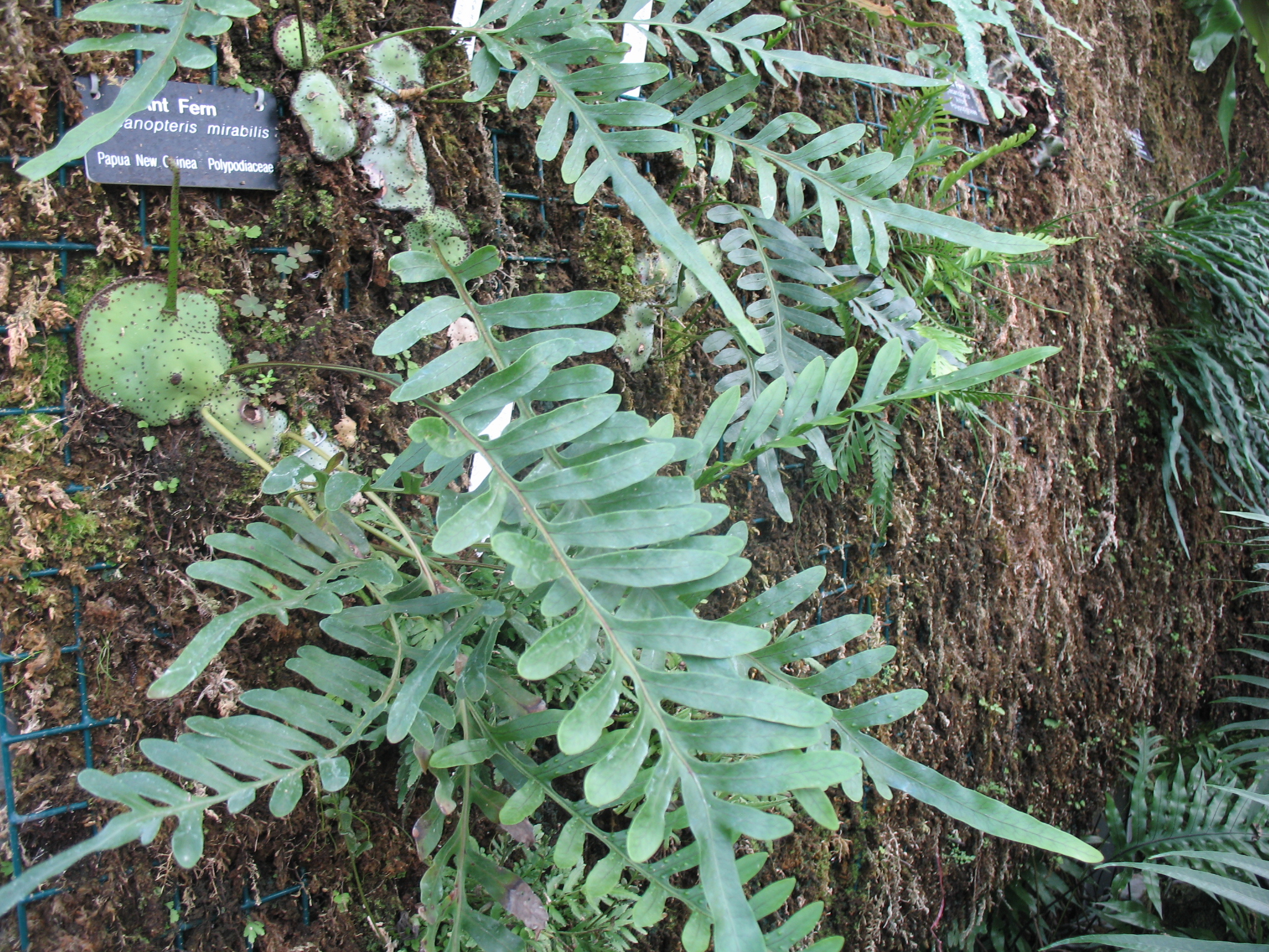 Leucanopteris mirabilis / Ant Fern