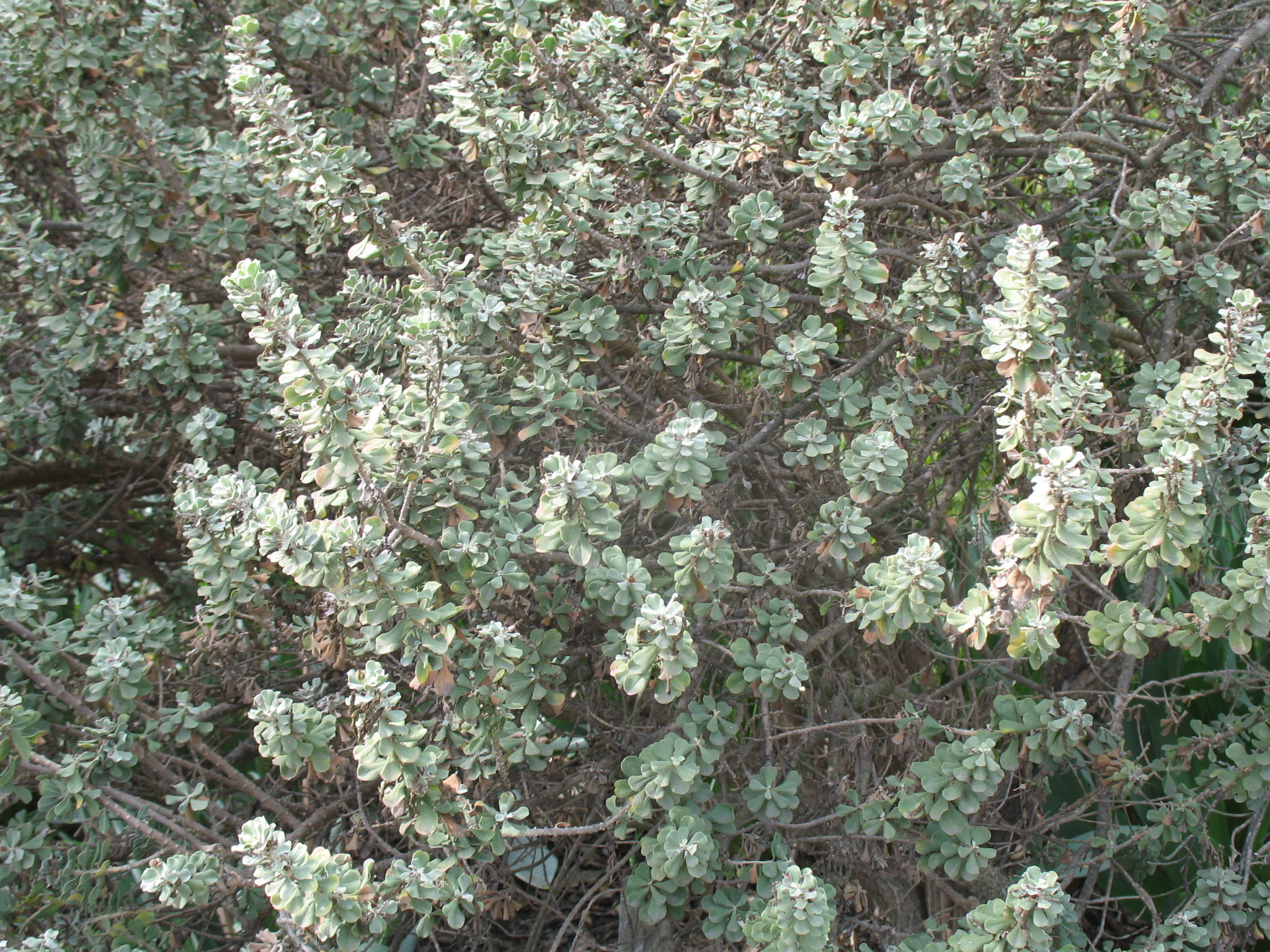 Leucophyllum langmaniae / Braue River Sage, Rio Bravo Sage, Texas Sage