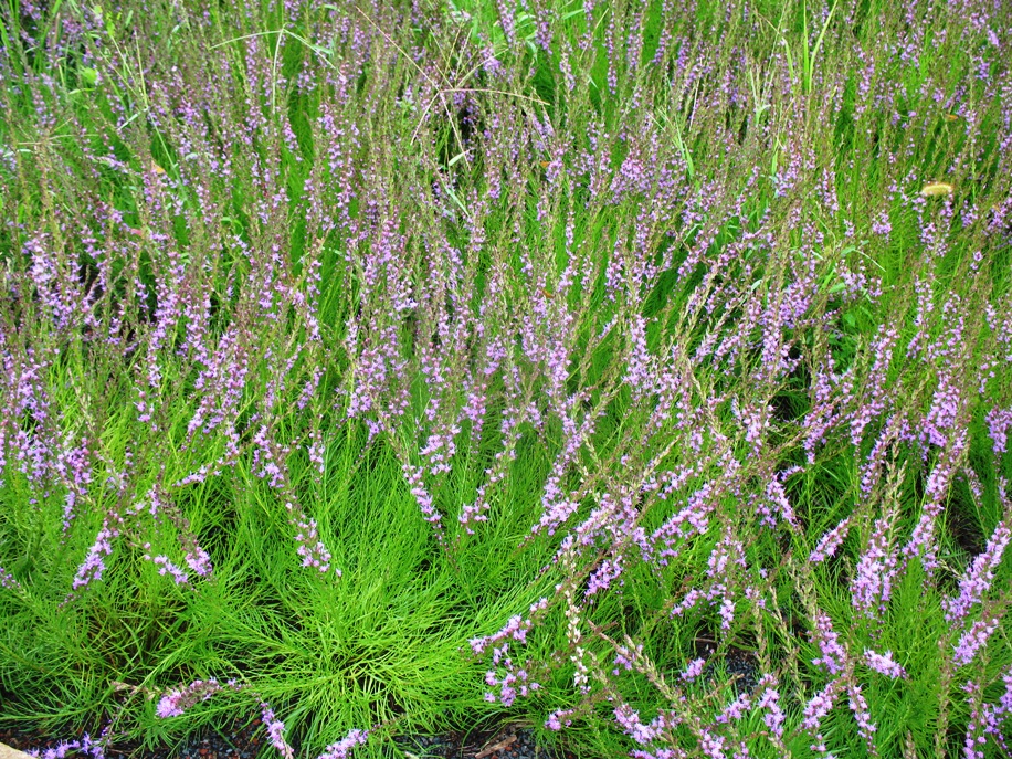 Liatris microcephala / Dwarf Liatris, Dwarf Blazing Star