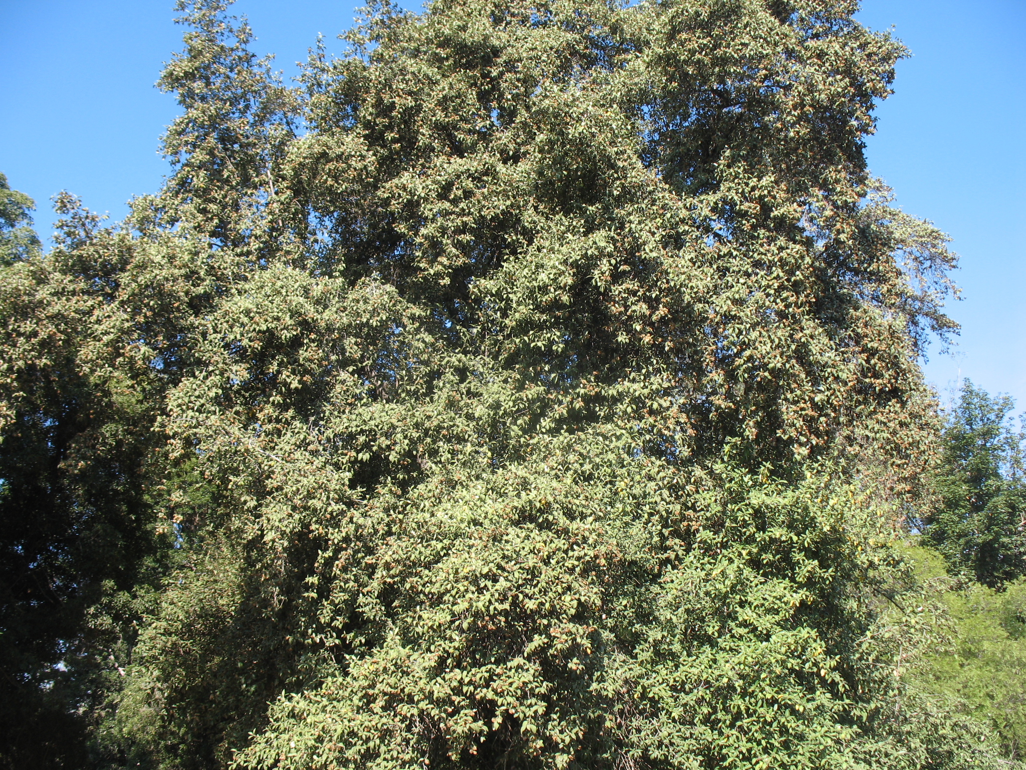 Lagunaria patersonii / Primrose Tree, Cow Itch Tree