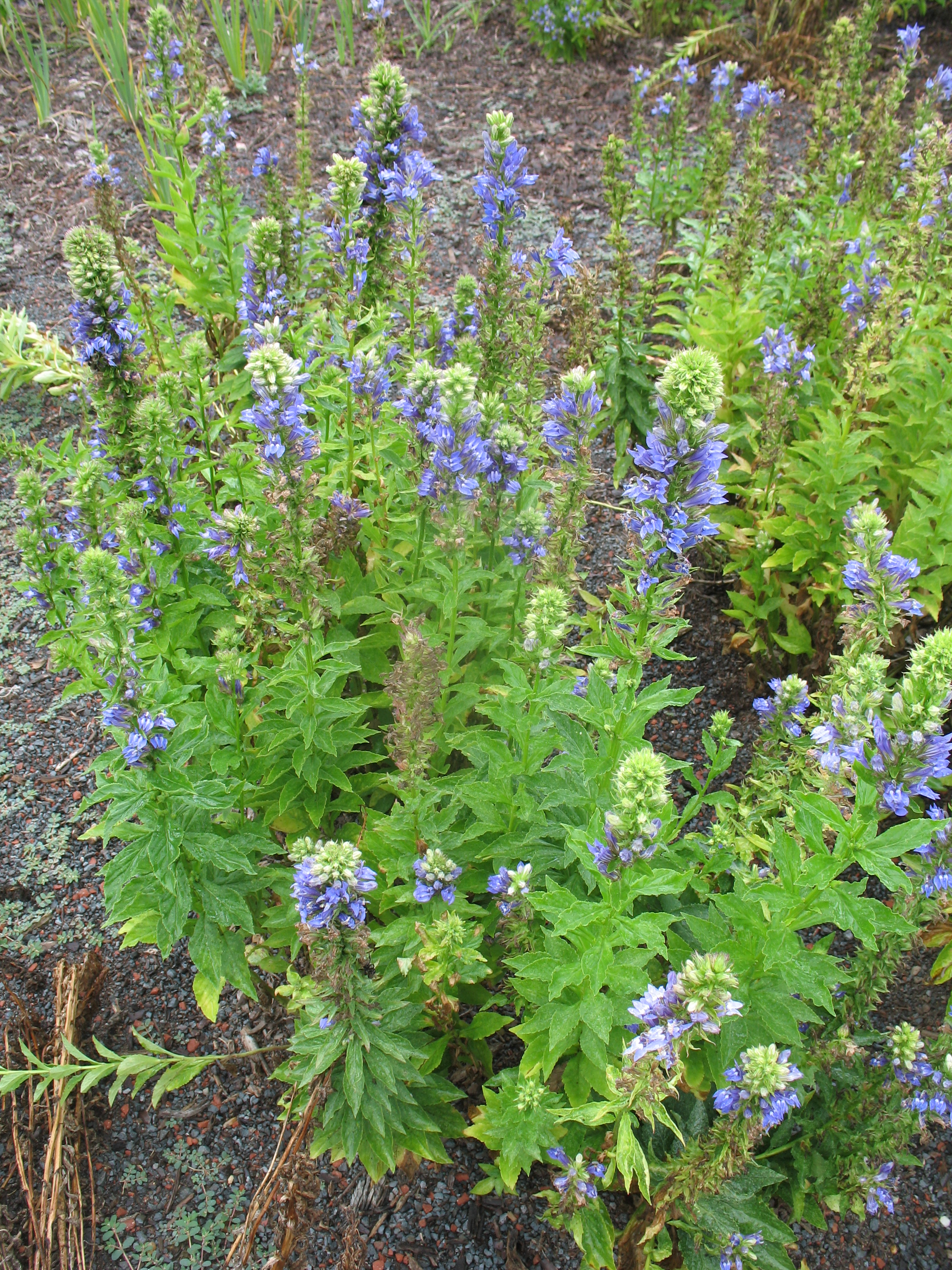 Lobelia siphilitica / Great Blue Lobelia, Blue Cardinal flower