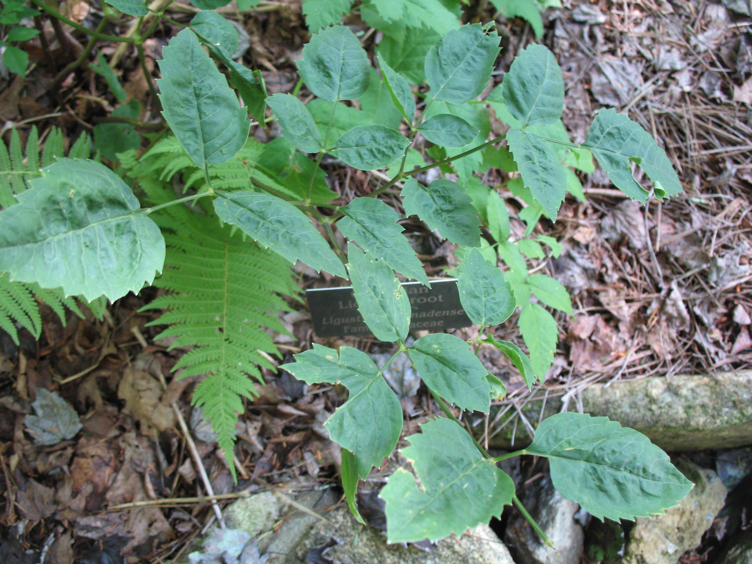 Ligusticum canadense / Canadian Licorice-root