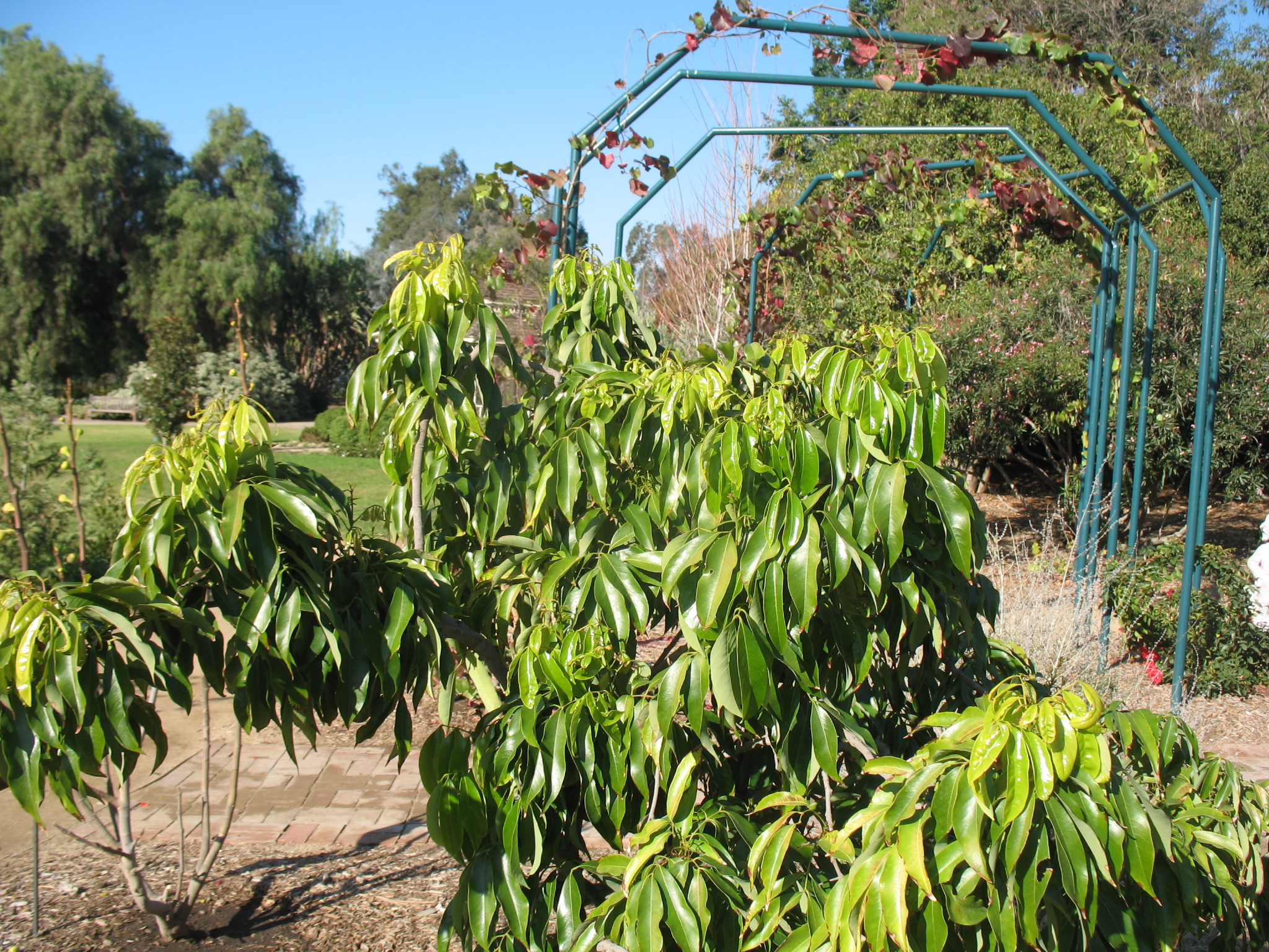 Litchi chinensis  / Litchi chinensis 