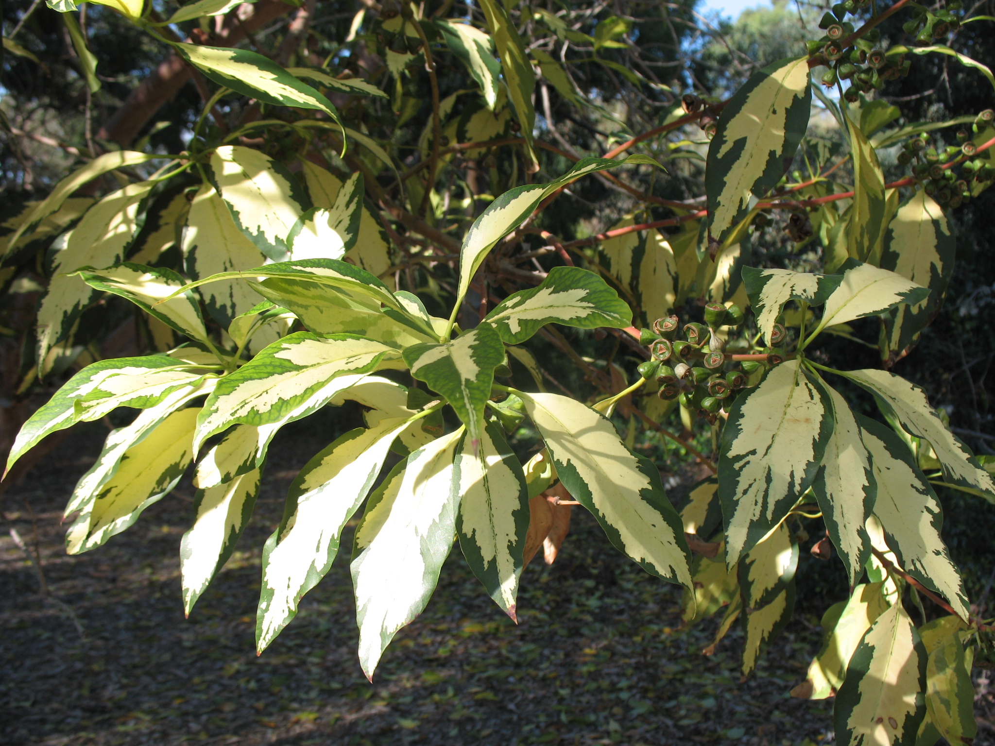 Lophostemon confertus 'Variegata' / Variegated Brush Box, Brush Box, Brisbane Box