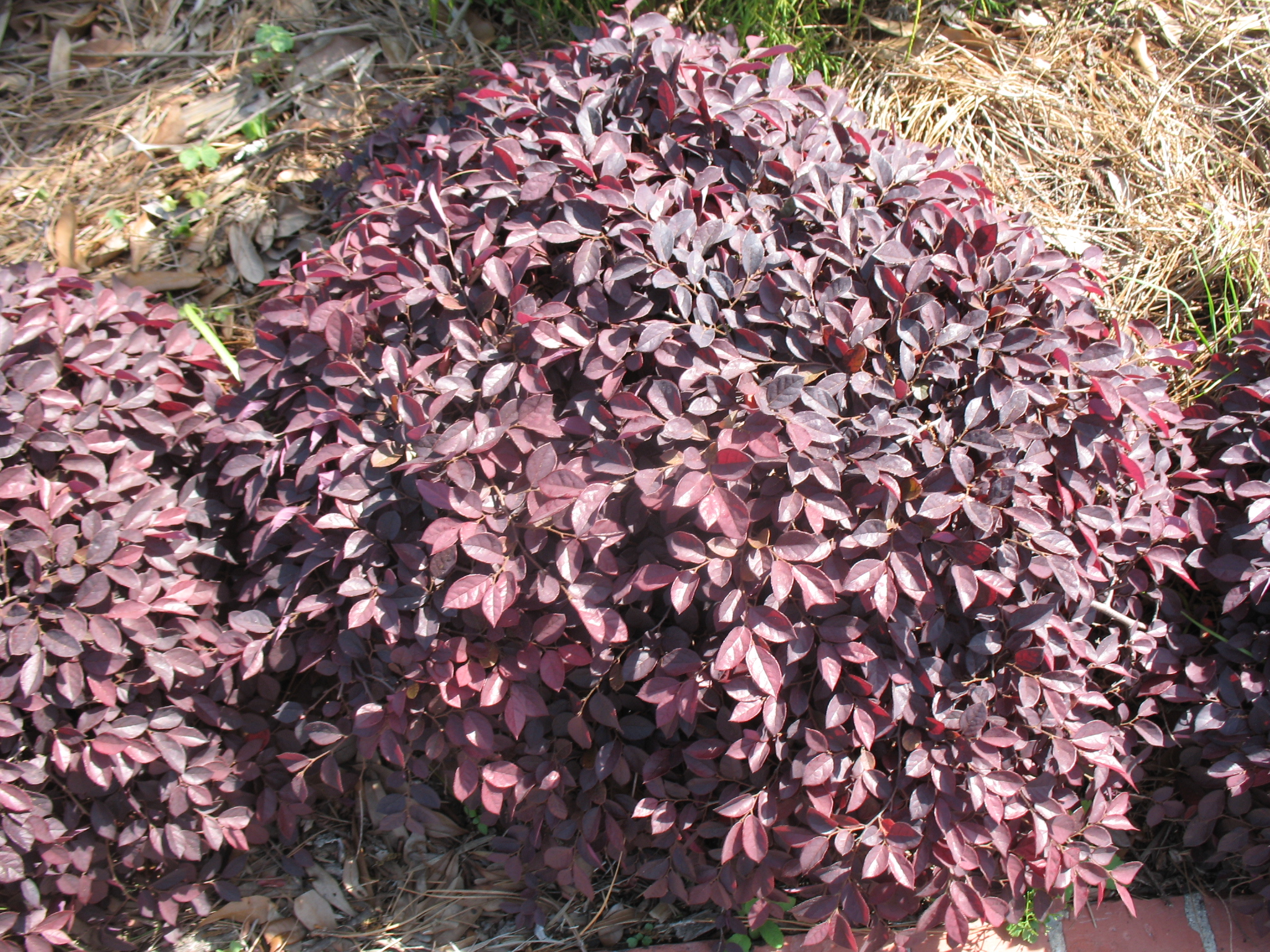 Loropetalum chinense var. rubrum 'Pixie Purple' / Loropetalum chinense var. rubrum 'Pixie Purple'