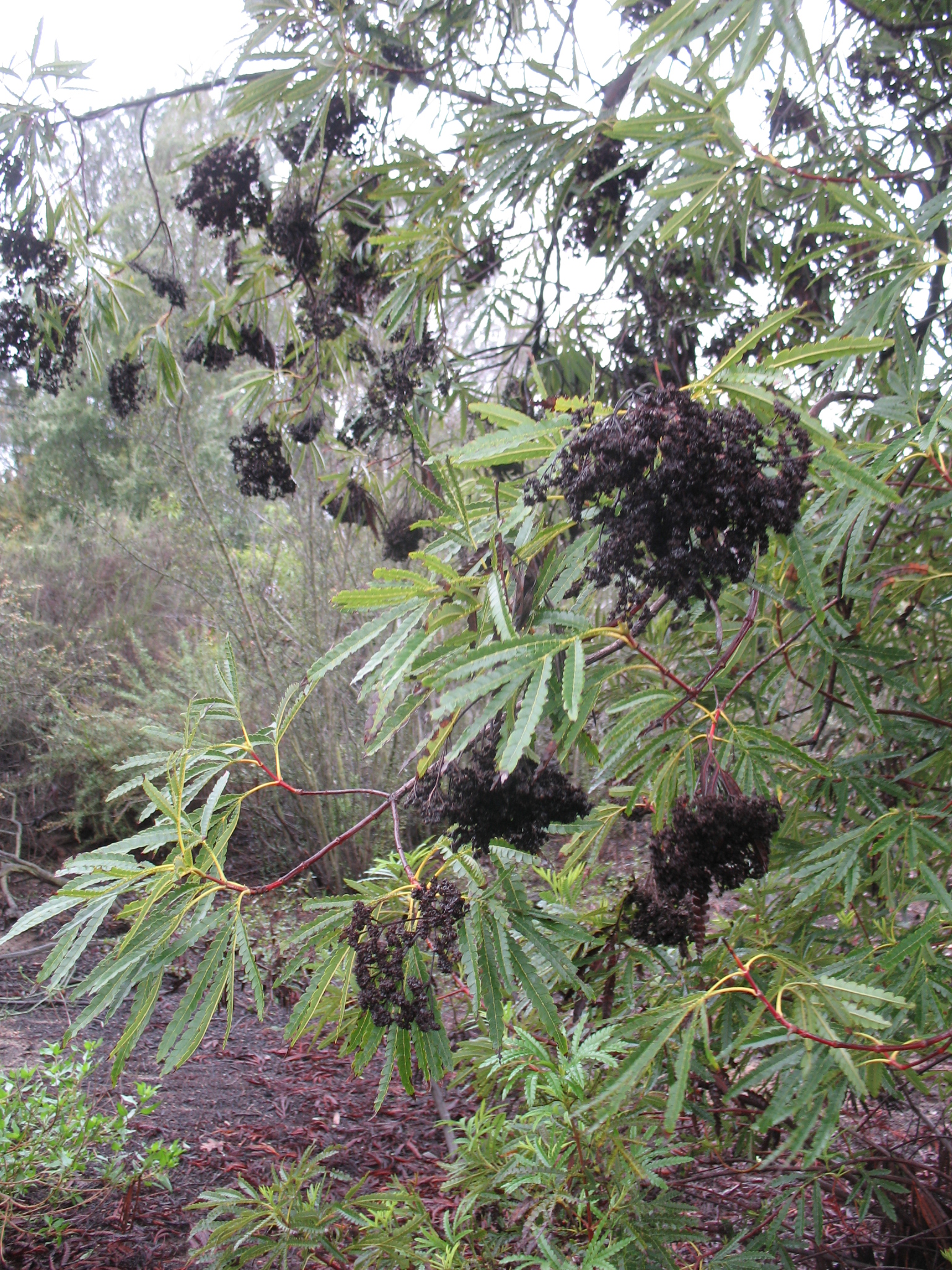 Lyonothamnus floribundus ssp. asplenifolius / Fern Leaf Catalina Ironwood, Catalina Ironwood, Ironwood
