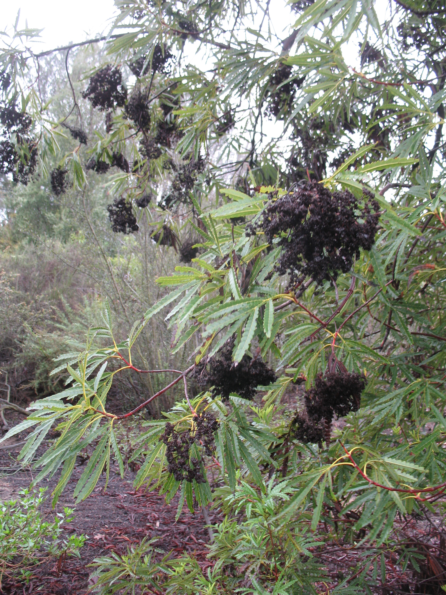 Lyonothamnus floribundus ssp. asplenifolius / Lyonothamnus floribundus ssp. asplenifolius