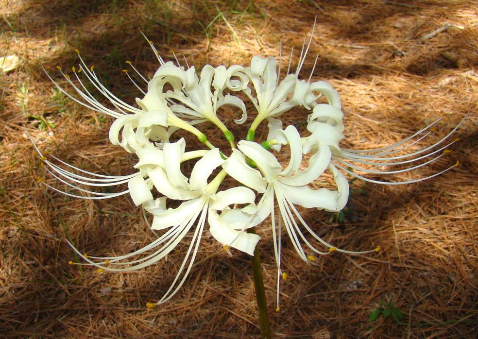 Lycoris albiflora  / White Lycoris, White September, White Hurricane Lily