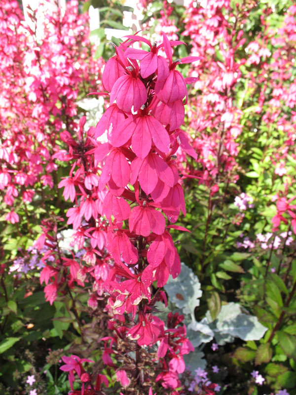 Lobelia hybrida / Cardinal Flower Hybrid