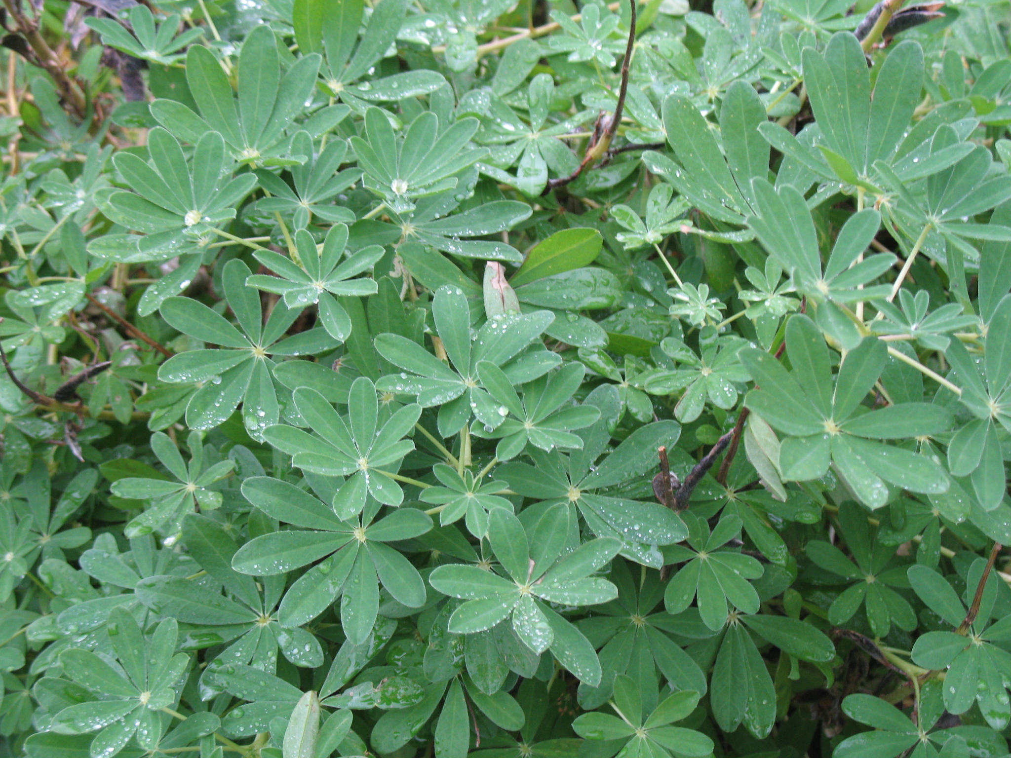 Lupinus nootkatensis   / Nootka Lupine