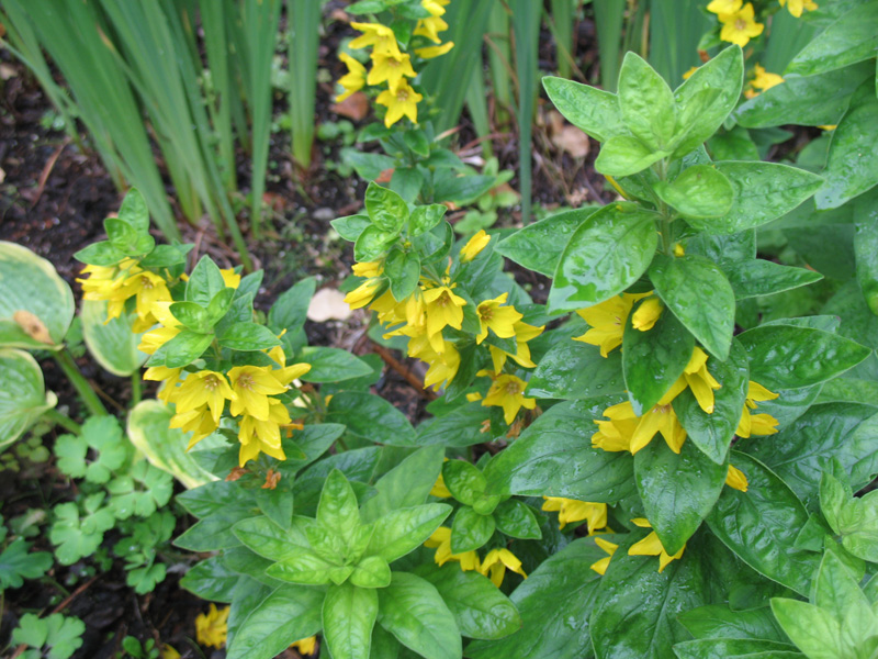 Lysimachia punctata 'Alexander'  / Lysimachia punctata 'Alexander' 