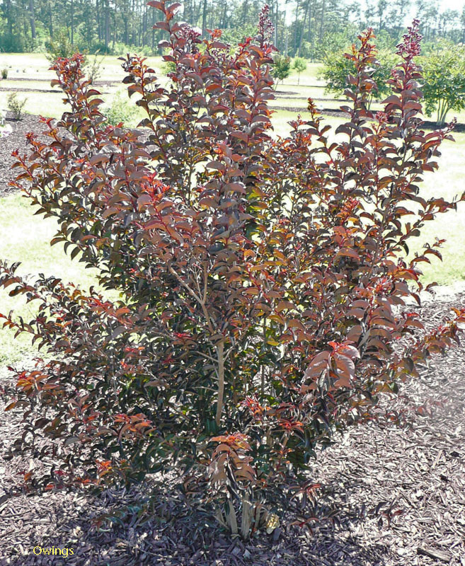 Lagerstroemia 'Delta Jazz' / Delta Jazz Crape Myrtle