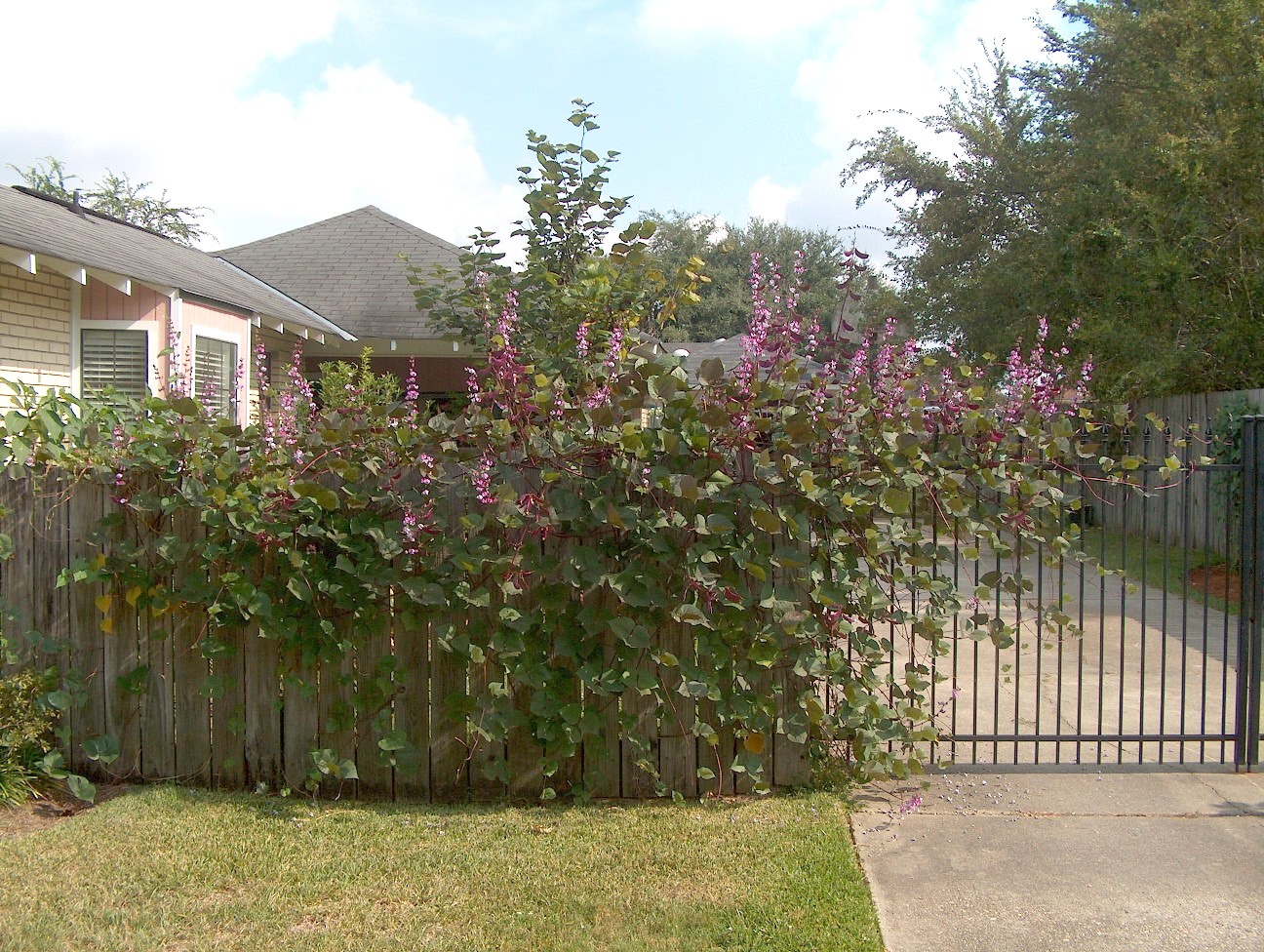 Lablab purpureus / Hyacinth Bean