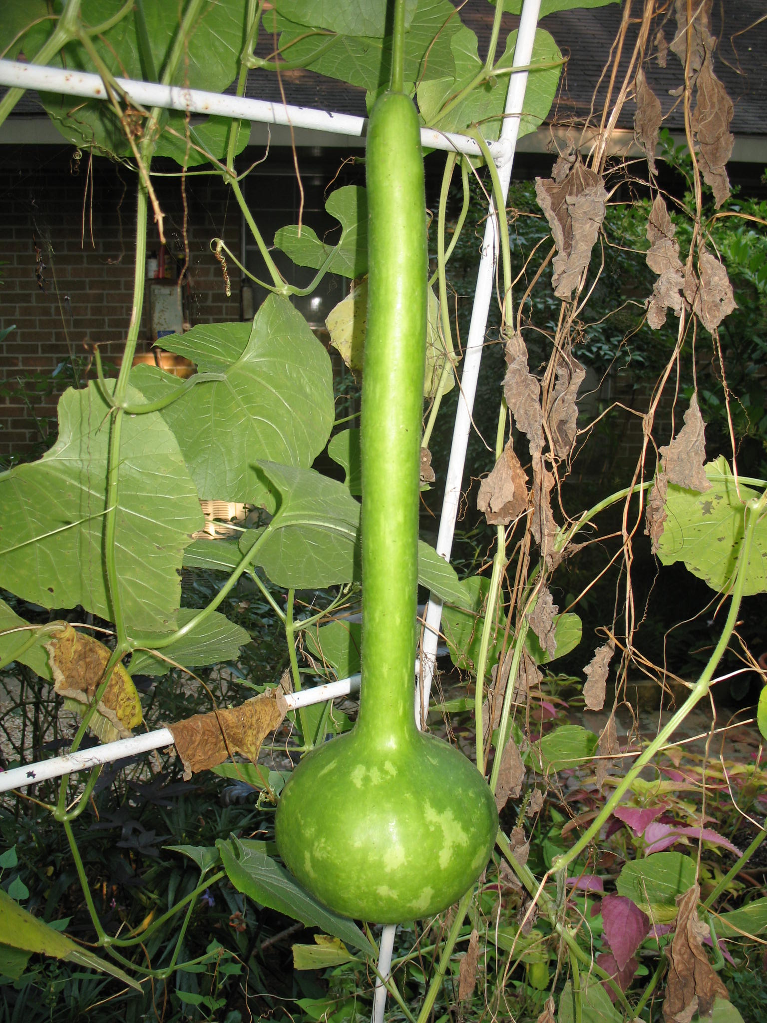 Lagenaria siceraria   / Bottle Gourd