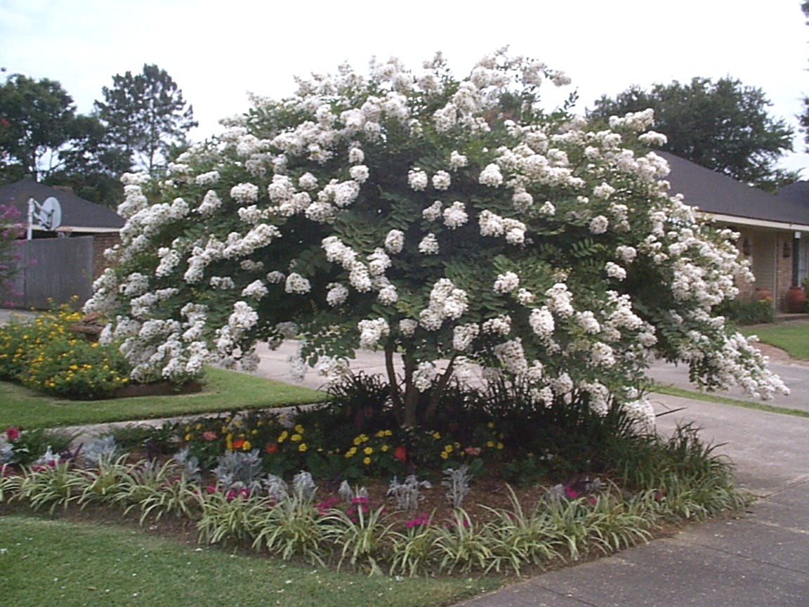 Lagerstroemia 'Acoma'  / Acoma Crape Myrtle