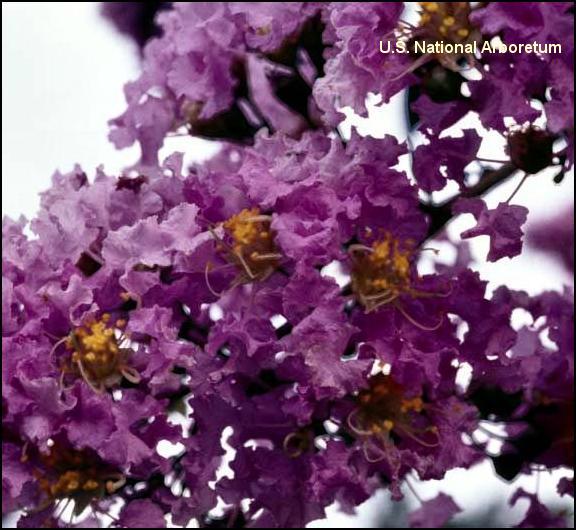 Lagerstroemia 'Apalachee'  / Lagerstroemia 'Apalachee' 