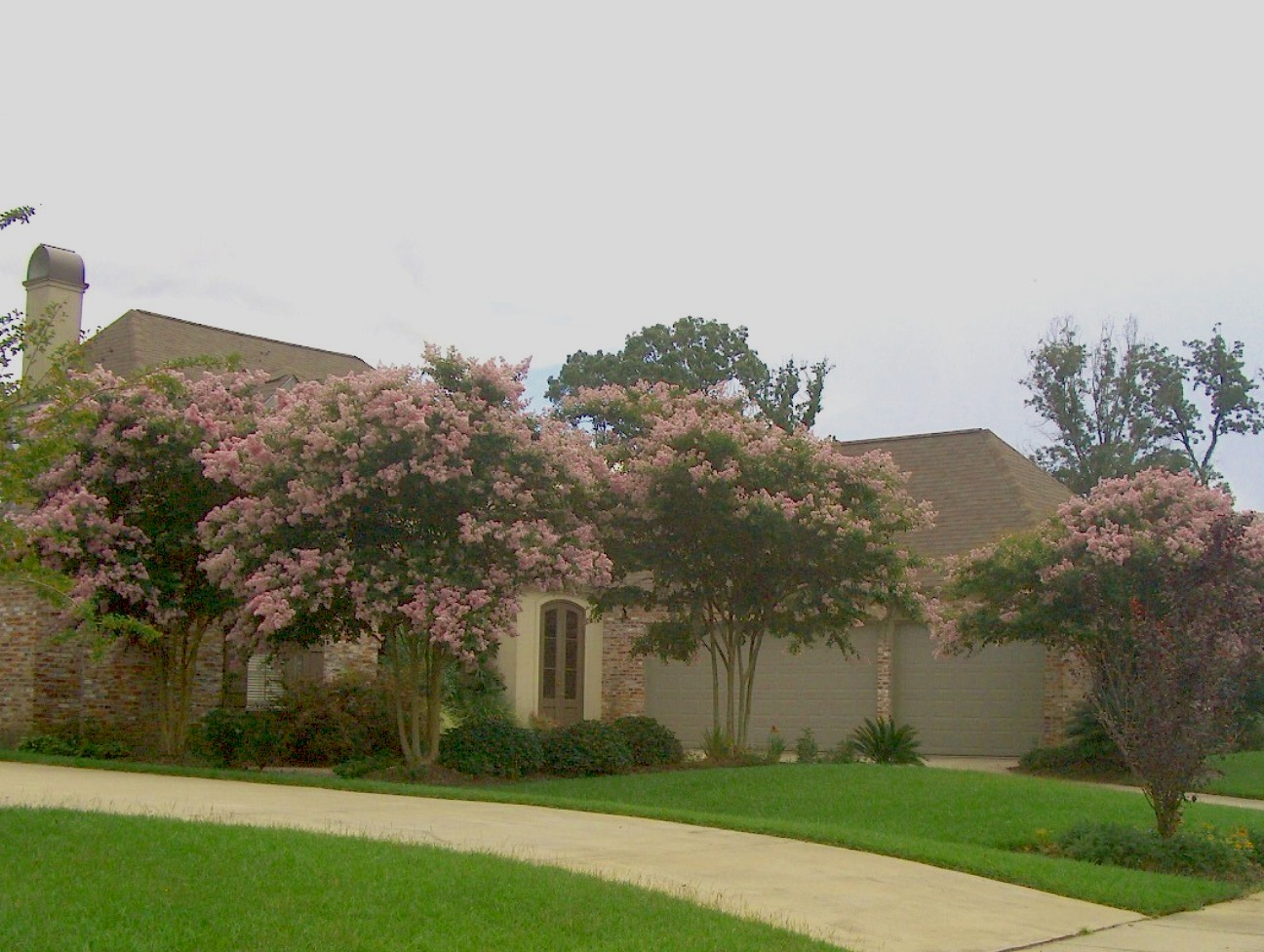 Lagerstroemia 'Basham's Party Pink'  / Basham's Party Pink Crape Myrtle