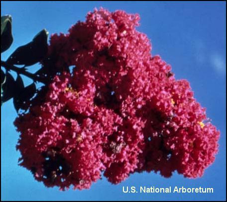 Lagerstroemia 'Cherokee' / Lagerstroemia 'Cherokee'