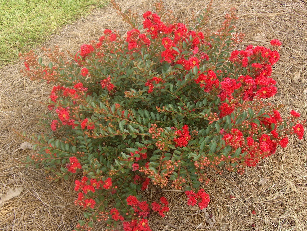 Lagerstroemia 'Cherry Dazzle'  / Lagerstroemia 'Cherry Dazzle' 