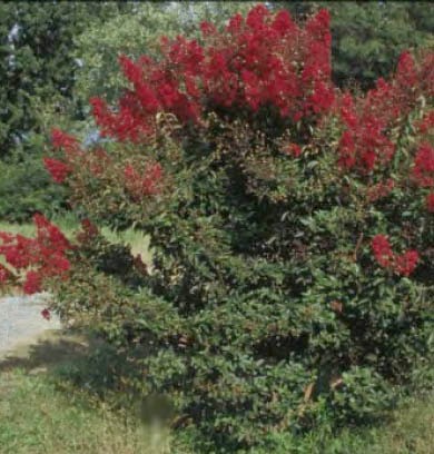 Lagerstroemia 'Cheyenne'  / Cheyenne Crape Myrtle