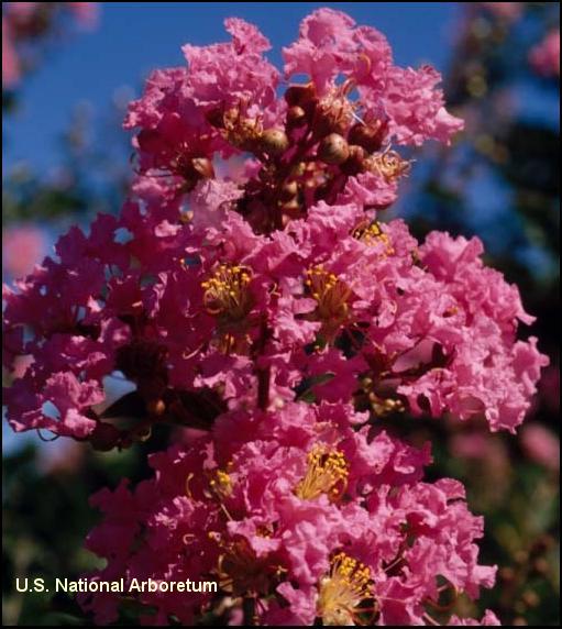 Lagerstroemia 'Choctaw'  / Lagerstroemia 'Choctaw' 
