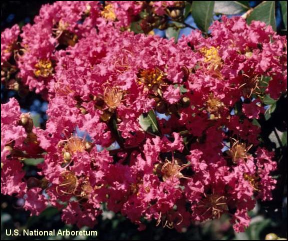 Lagerstroemia 'Comanche'  / Lagerstroemia 'Comanche' 