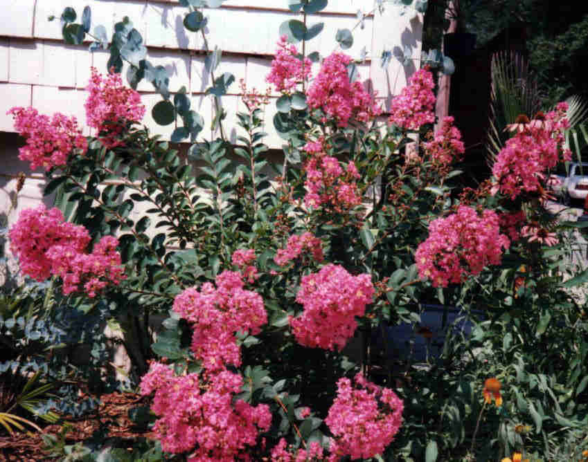 Lagerstroemia 'Hopi'  / Hopi Crape Myrtle