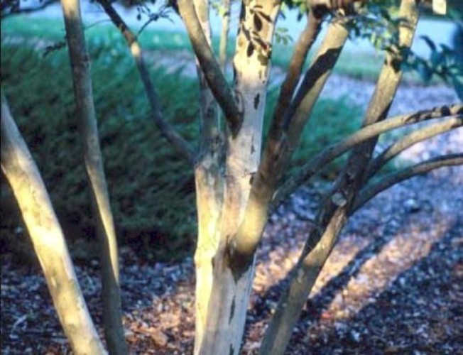 Lagerstroemia 'Lipan'  / Lipan Crape Myrtle