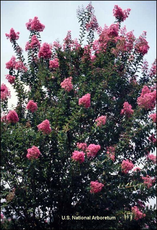 Lagerstroemia 'Miami'  / Miami Crape Myrtle