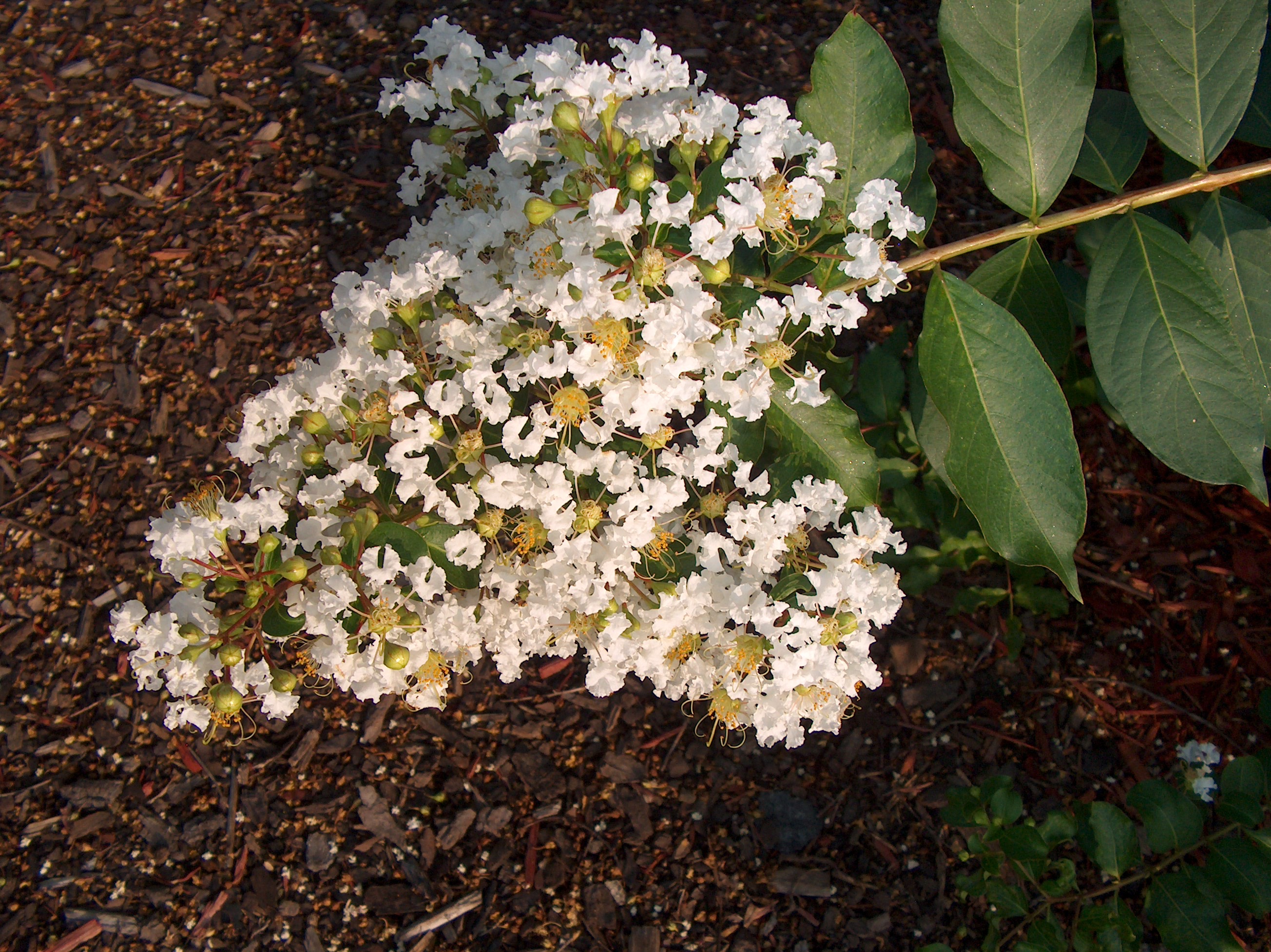 Lagerstroemia 'Natchez' / Lagerstroemia 'Natchez'