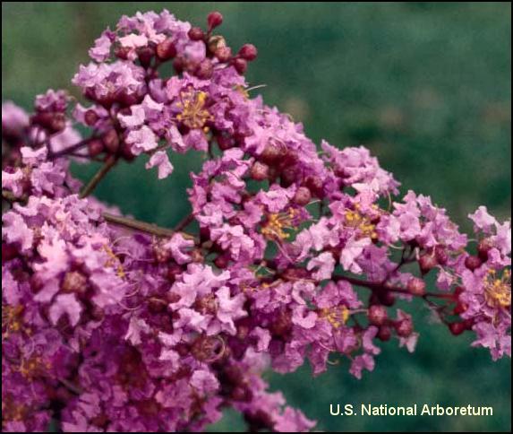 Lagerstroemia 'Osage'  / Osage Crape Myrtle