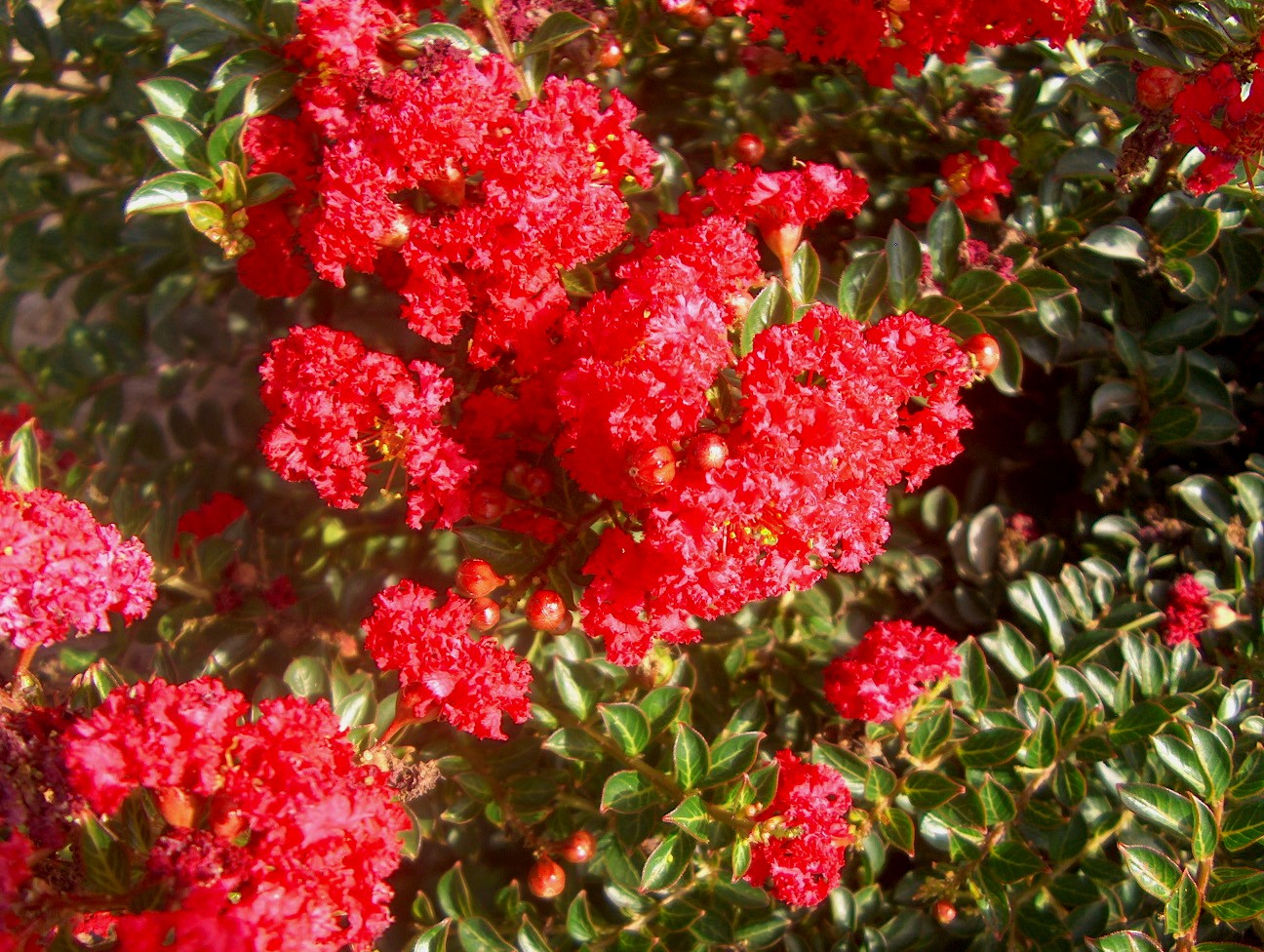 Lagerstroemia 'Raspberry Dazzle' / Lagerstroemia 'Raspberry Dazzle'