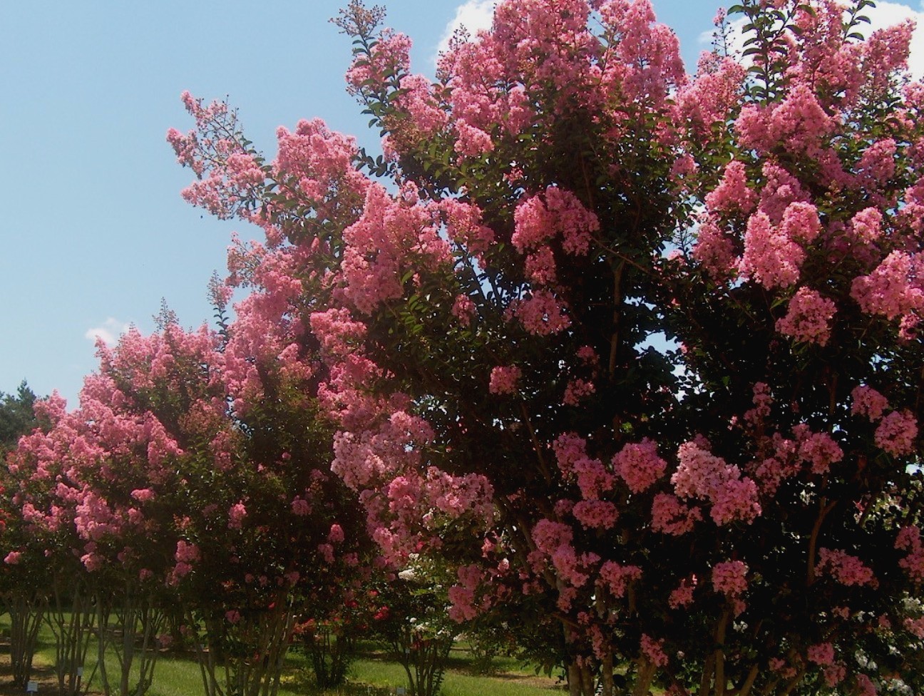 Lagerstroemia 'Sioux'  / Sioux Crape Myrtle