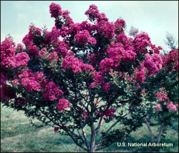 Lagerstroemia 'Tonto' / Lagerstroemia 'Tonto'