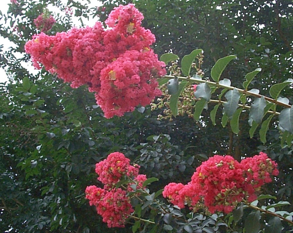 Lagerstroemia 'Tuscarora'  / Tuscarora Crape Myrtle