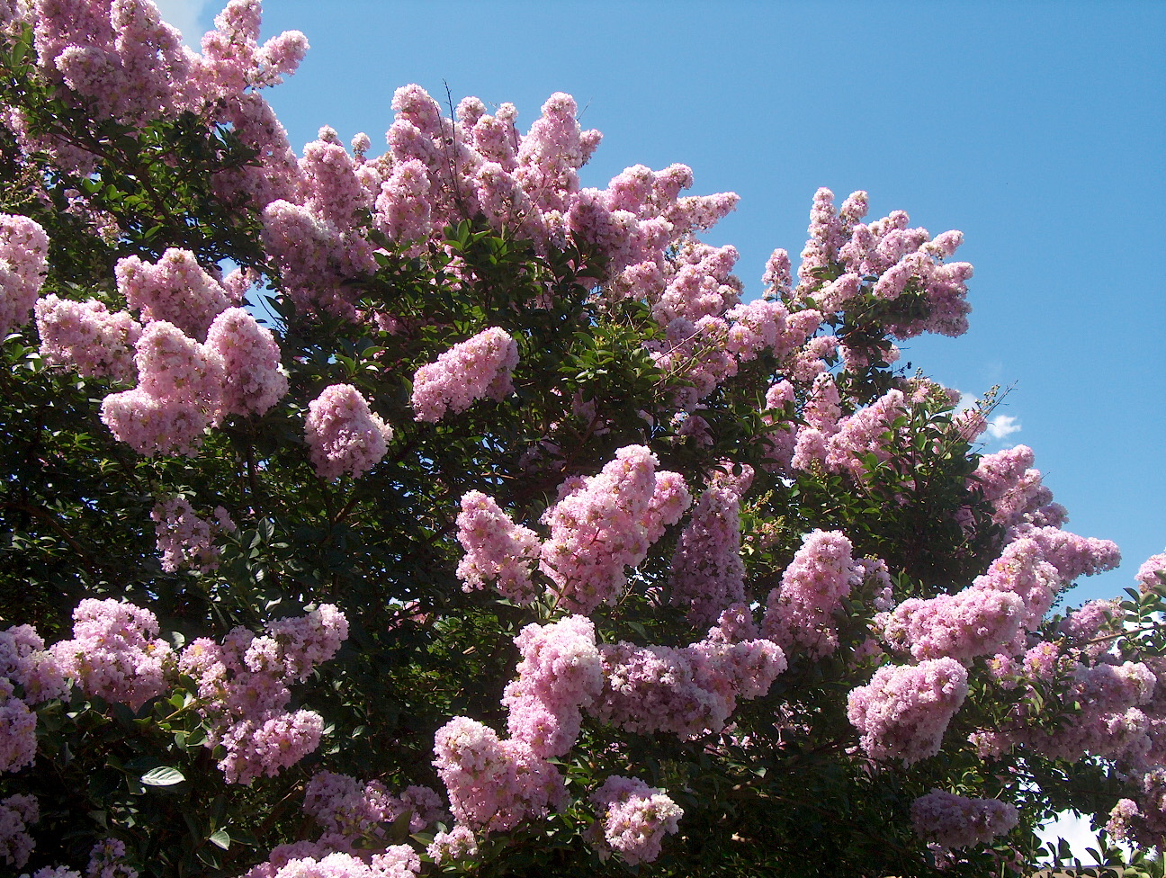 Lagerstroemia 'Yuma'  / Yuma Crape Myrtle