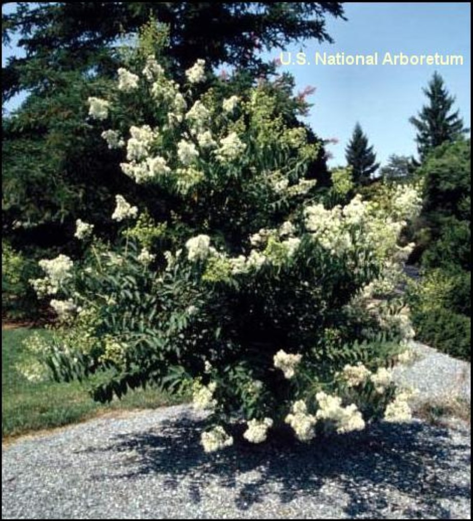 Lagerstroemia fauriei 'Kiowa'  / Kiowa Crape Myrtle