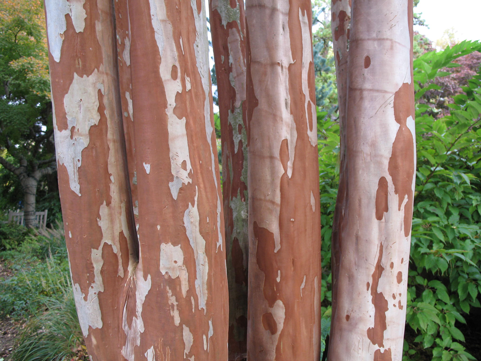 Lagerstroemia fauriei  / Lagerstroemia fauriei 