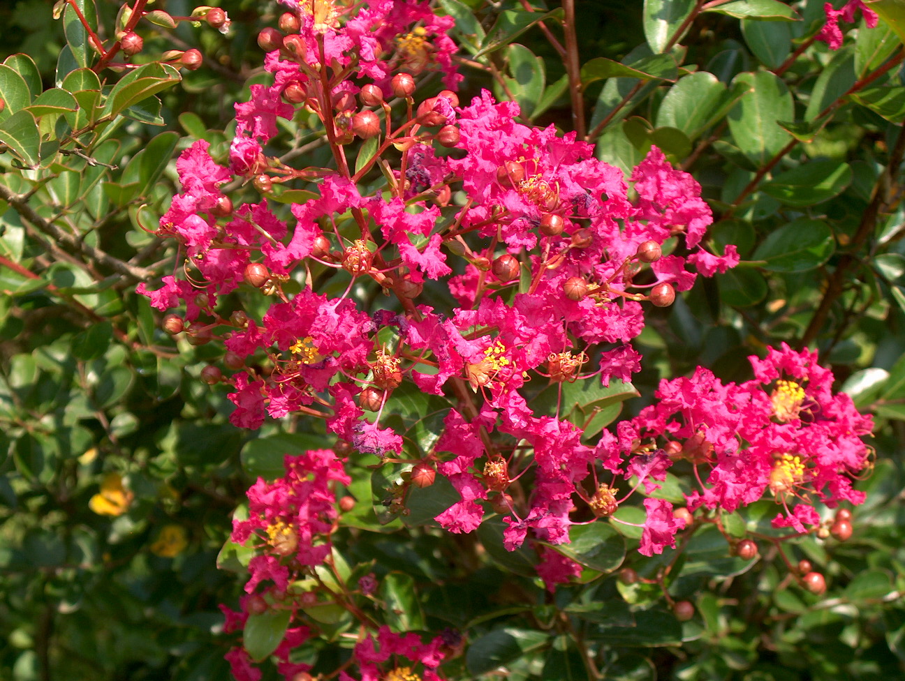 Lagerstroemia indica 'Baton Rouge'  / Baton Rouge Crape Myrtle