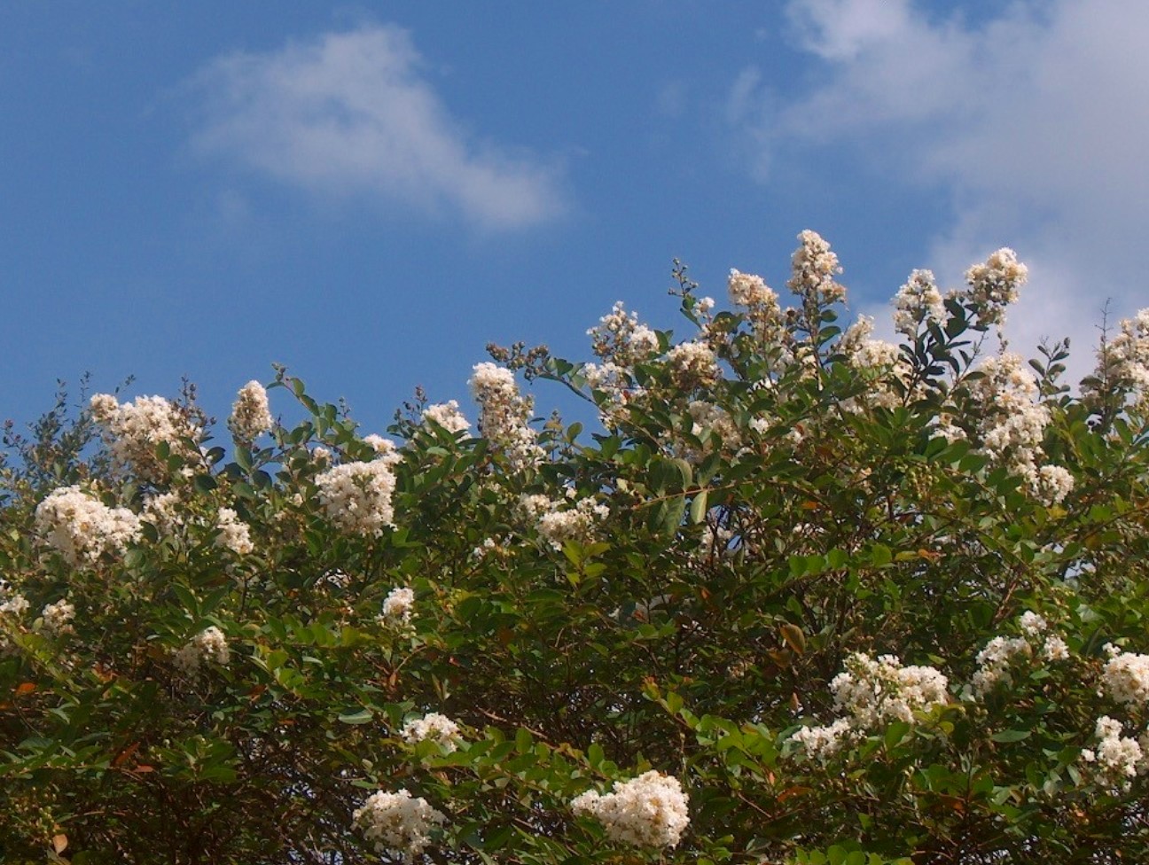 Lagerstroemia indica 'Byer's Wonderful White'  / Byers Wonderful White Crape Myrtle