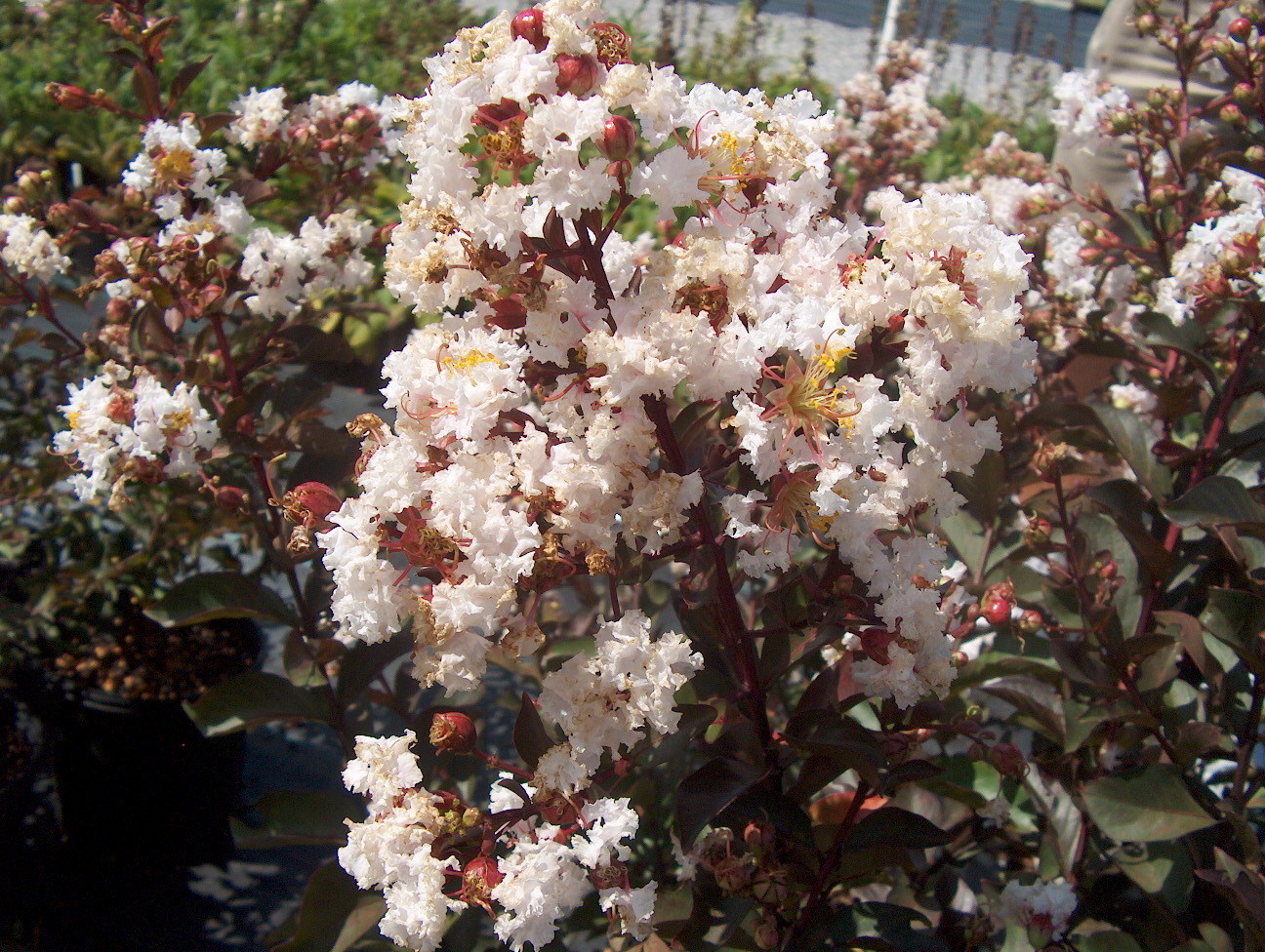 Lagerstroemia indica 'Burgundy Cotton'  / Burgundy Cotton Crape Myrtle