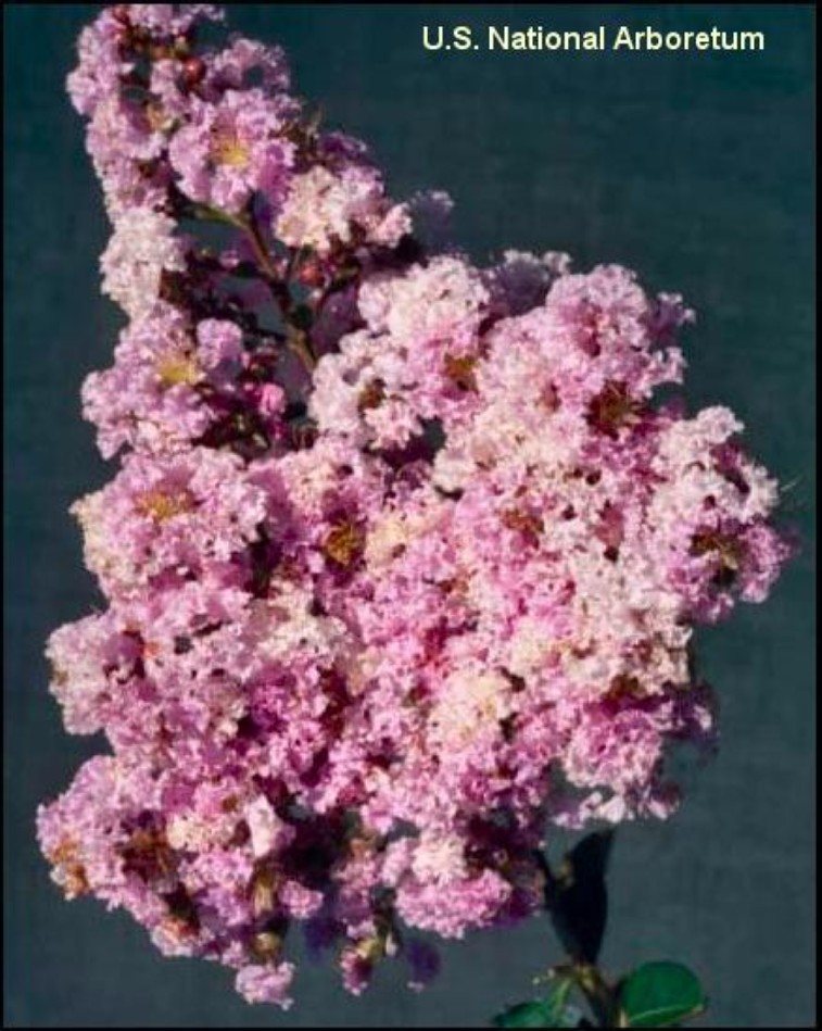 Lagerstroemia indica 'Conestoga'  / Lagerstroemia indica 'Conestoga' 