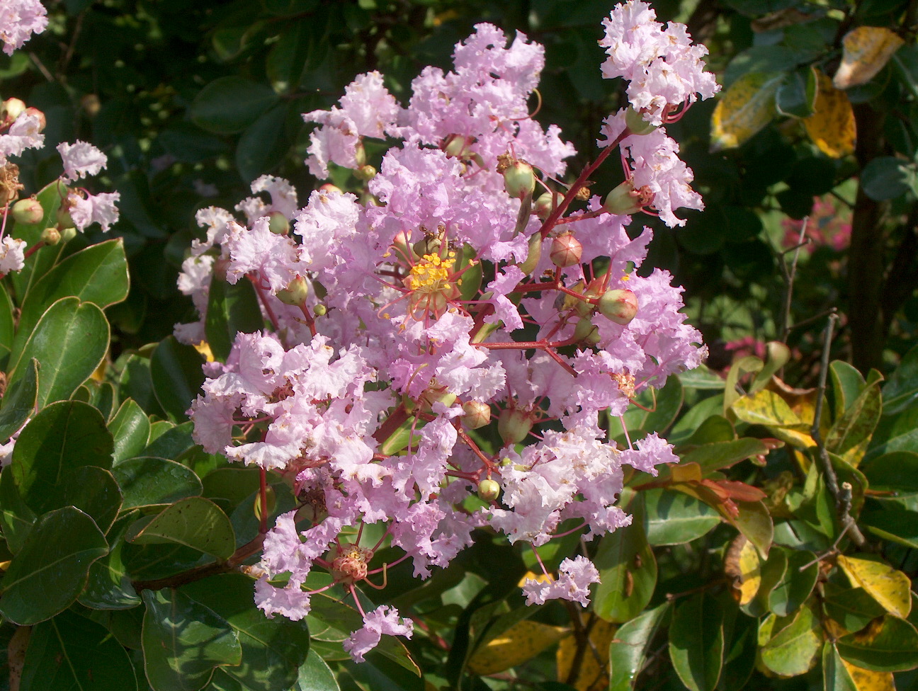 Lagerstroemia indica 'Cordon Bleu'  / Lagerstroemia indica 'Cordon Bleu' 