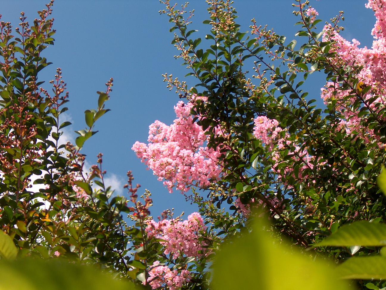 Lagerstroemia indica 'Cotton Candy' / Lagerstroemia indica 'Cotton Candy'