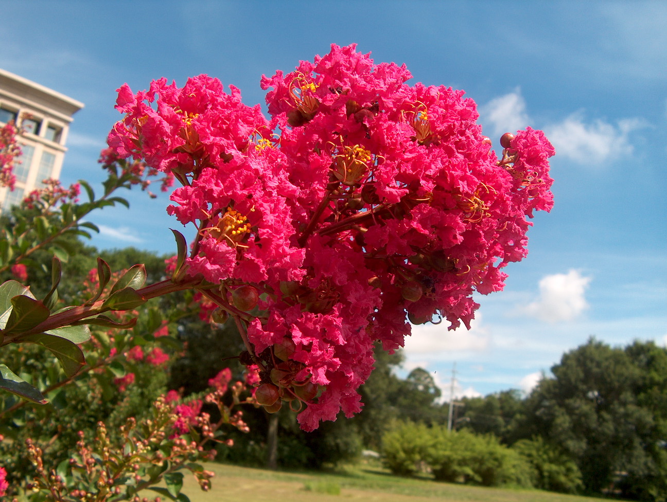 Lagerstroemia indica 'Country Red'  / Country Red Crape Myrtle