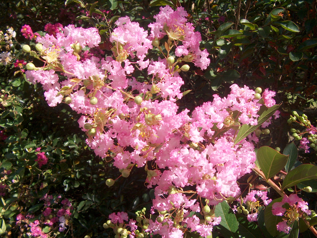 Lagerstroemia indica 'Delta Blush'  / Delta Blush Crape Myrtle