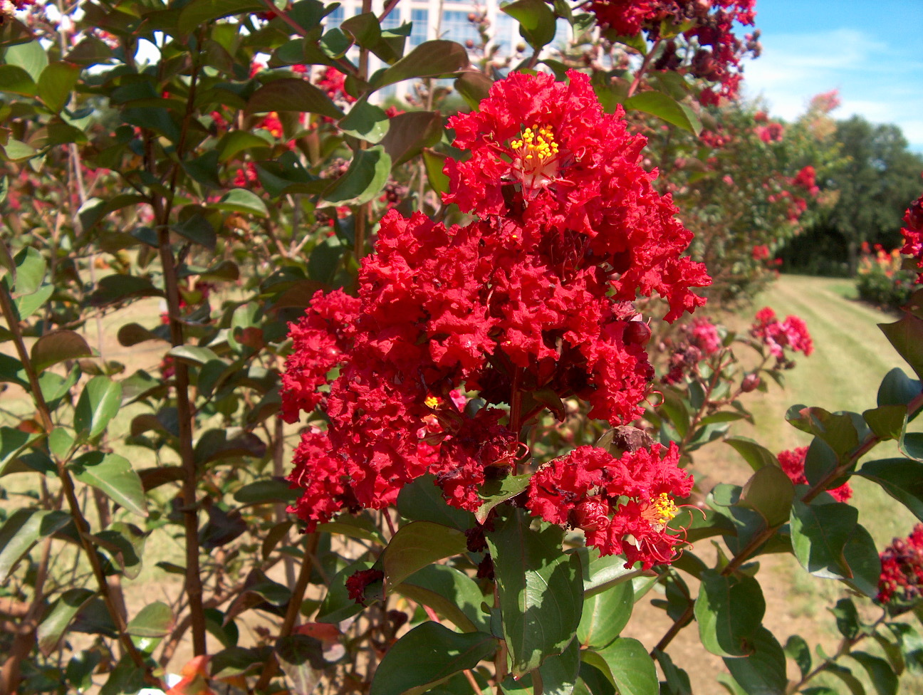 Lagerstroemia indica 'Dynamite'  / Dynamite Crape Myrtle