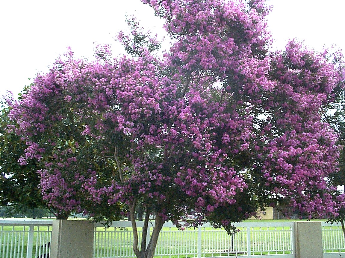 Lagerstroemia indica 'Hardy Lavender' / Hardy Lavender Crape Myrtle