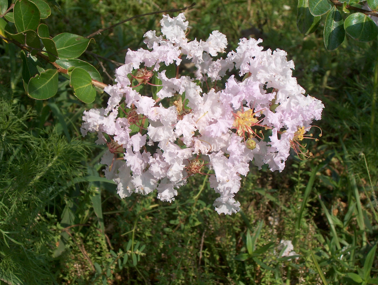 Lagerstroemia indica 'Lafayette' / Lafayette Crape Myrtle